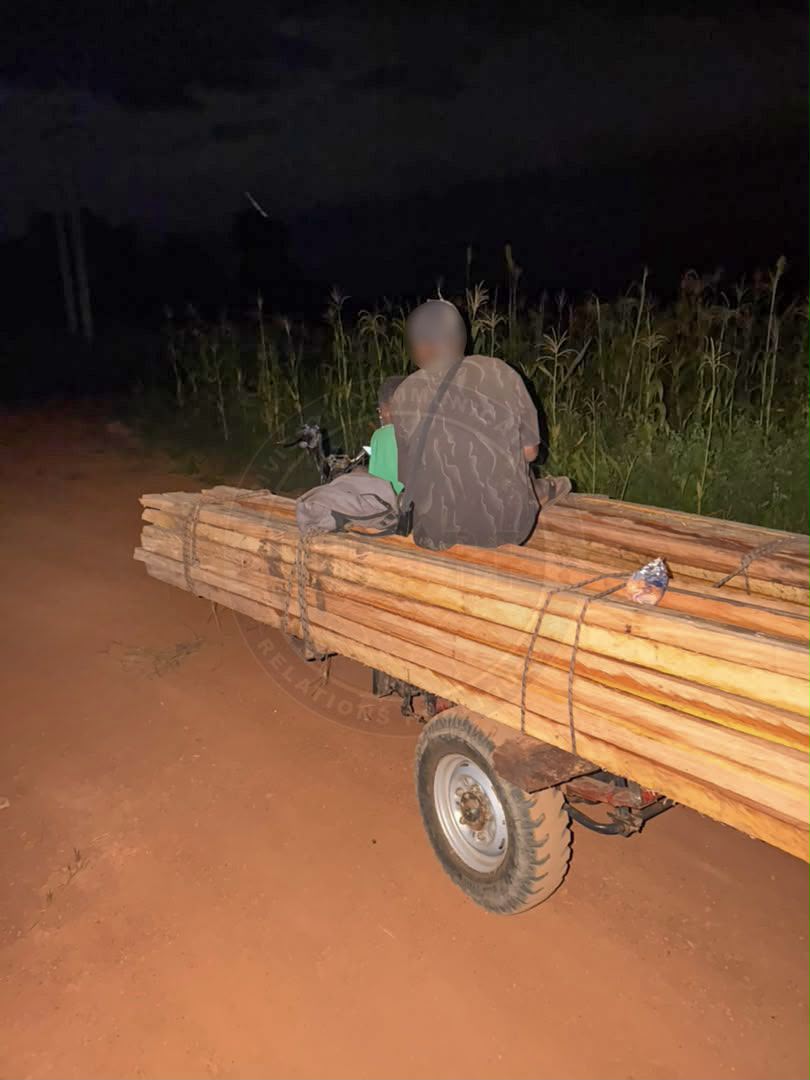 COUPE ILLICITE  DE BOIS : DEUX INDIVIDUS INTERPELLÉS À KEDOUGOU - Image 1